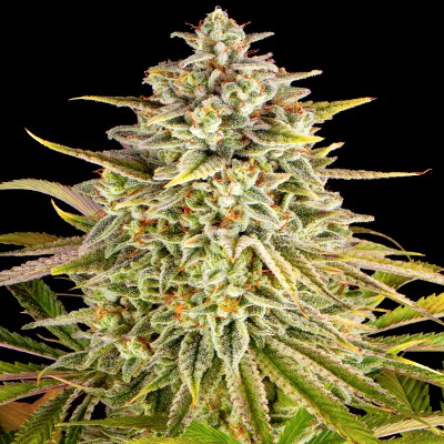 (Bild für) Purple Punch x Lemon Drizzle - zum Schließen ins Bild klicken